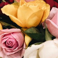 دينا رضا نبيه (@introvertdina) 's Twitter Profile