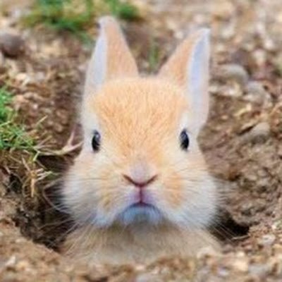 aliciatsaitsai's profile picture. 