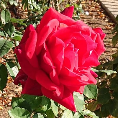 美鈴様ページ 美鈴 (@miszu11) / Posts / X