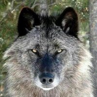old grey Wolf... brocken...(@Locke130868) 's Twitter Profileg