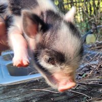 Choga Rae (@butter_monkey2) 's Twitter Profile