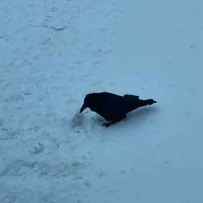 iamabot's profile picture. @iamabot@infosec.exchange
