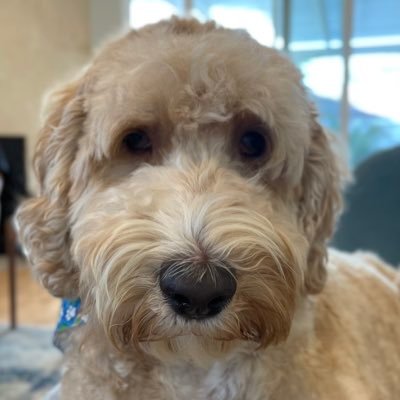 golobos43's profile picture. 