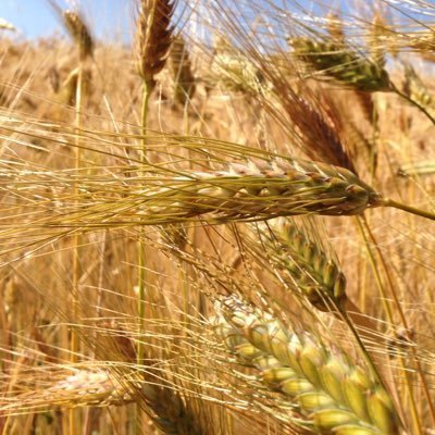 International Winter Wheat Improvement Program, Cooperation between Turkish Ministry of Agriculture and Forestry, CIMMYT and ICARDA based on Türkiye since 1980