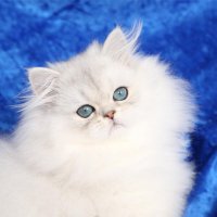 Doll Face Persian Kittens - PersianKittens.com(@dollfacekittens) 's Twitter Profile Photo