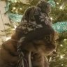 AMPatriotUSA's profile picture. NO DM'S