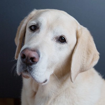 McgeeGordie's profile picture. Spirit animal at Anderson Valley Brewing Company (@avbc) and Healdsburg Beer Co. (@Healdsbrew). AVBC Actual. GRT. Bills Mafia, class of '70. Very good boy.