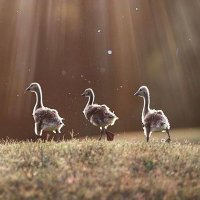 アフタ (@mizuki_shirok) 's Twitter Profile