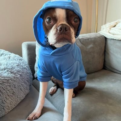 Boston Terrier (Mostly Parody)