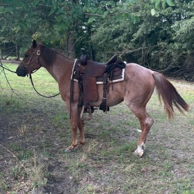 Father, Husband, Owner of Stowe Stables and Black Slough Ranch & Cattle. Owner of Ben Black’s Dirtwork and Gravel. Broadcaster for Newport Greyhounds!