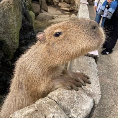 カピバラ取引用さんのプロフィール画像