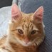 Cat Solomon🇬🇪🇺🇦🇬🇧🇪🇺 (@RedCatSolomon) Twitter profile photo