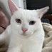 白猫マリー😻保護猫救済するニャン (@vyyxzr5) Twitter profile photo 白猫マリー😻保護猫救済するニャン (@vyyxzr5) Twitter profile photo