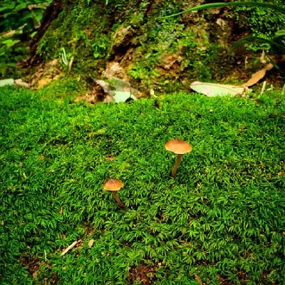 tosyereann's profile picture. 羊皮被山羊 時々 羊皮被猫 時々 羊皮被狼
✨🇯🇵✨💕表裏一体
#和を似て貴しと為す