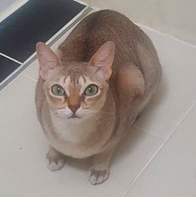 chamchi_dev's profile picture. 게임개발자
https://t.co/X2laELAsvs