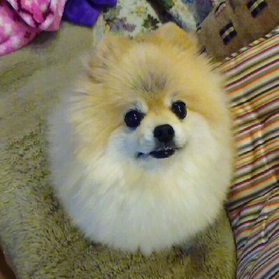 犬飼BGL（いぬかい・びーぐる）さんのプロフィール画像