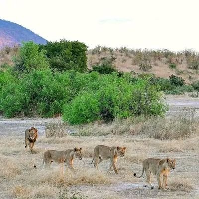 MWASIMBA12's profile picture. Social engineering