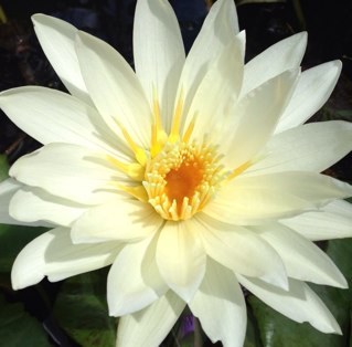 Kawehealani's profile picture. Wife, Aunt, Geek, Best Friend, Aspiring Photographer, Foodie and World Traveler. Life ambition: to make the world a better place for children.