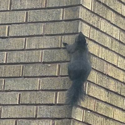 ffshomies's profile picture. 23 👁️👁️