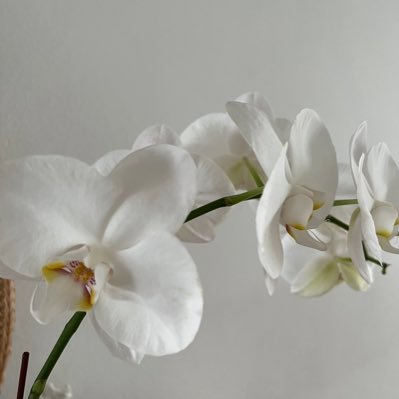 CKCurry's profile picture. Interested in health, physical education, sport, community, diversity and eliminating domestic violence. The views expressed are my own.