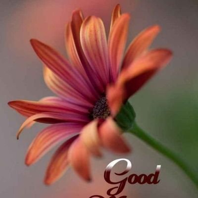 Shirl56927760's profile picture. 