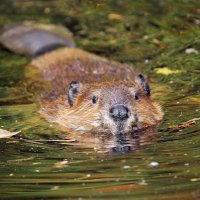 Dr Harold Beaver (@drharrybeaver) 's Twitter Profile Photo Dr Harold Beaver (@drharrybeaver) 's Twitter Profile Photo