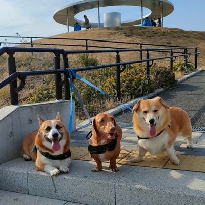 Okuthile's profile picture. ショップ売れ残りコーギーの
コウちゃん、
保護犬の垂れ耳コーギーマメちゃん、
同じく保護犬のスタンダードダックス、トニーちゃん、以上
猛獣３頭との愉快な暮らし🐾🐾🐾👣たまに飼い主の災害支援の様子💪🏻普段はナース💉