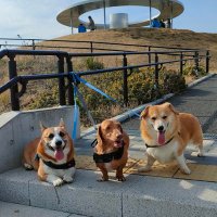 shihoko (@okuthile) 's Twitter Profile Photo