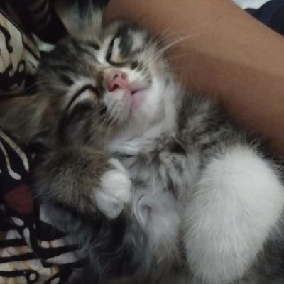 Renaldicuez11's profile picture. 