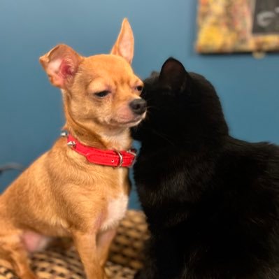 We’re two chihuahuas, Geezer & Lúna aka LuLu, from the Connemara Gaeltacht, Ireland watch us and our rescue cats on TikTok, Instagram FB & YouTube