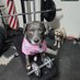 PittiePicks (@pittiepicks) Twitter profile photo PittiePicks (@pittiepicks) Twitter profile photo