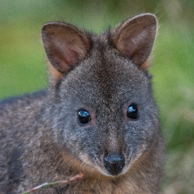 Pugglebrook is a hobby property and creative venture near Hobart, Tasmania.