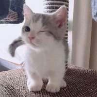 Okinawa Yusuke (@okinawa_yusuke) 's Twitter Profile