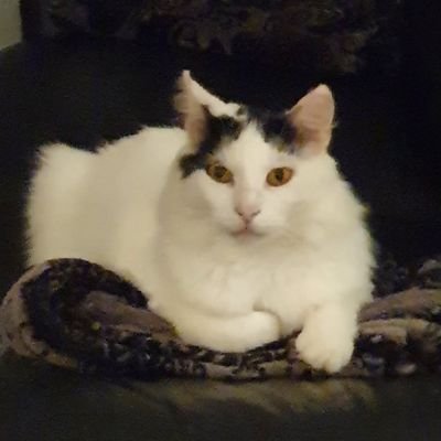 JC_Gaulois's profile picture. Intrinsèquement de droite.