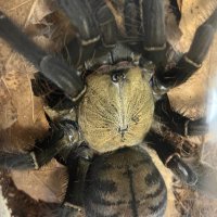 Tsutidapelma sp. “lot of hair” (@scpdbrdd8) 's Twitter Profile