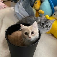 にゃんず (@shiris_and_aime) 's Twitter Profile