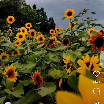 UmbreenH's profile picture. I am PhD student.
exploring  explainable Artificial Intelligence (XAI). 
Struggling to make my brain wirring work efficiently.