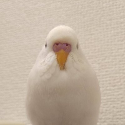 おもち2020/3〜2023/7🕊️✨🌈 2023/10TSUBASAより5歳のそらまめお迎え🐣 そらまめがつぶやきます🫛✨