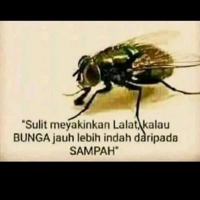 Akun pengganti Akhum