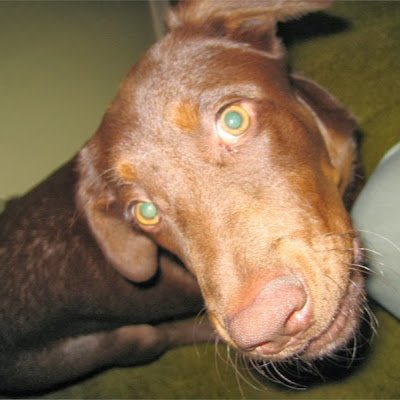 SandiHodgson2's profile picture. 