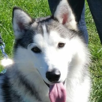 HuskySays Profile Picture