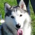 Husky Says (@huskysays) Twitter profile photo Husky Says (@huskysays) Twitter profile photo