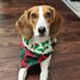 Ollie the beagle 🐶 (@ollie_thebeagle) Twitter profile photo