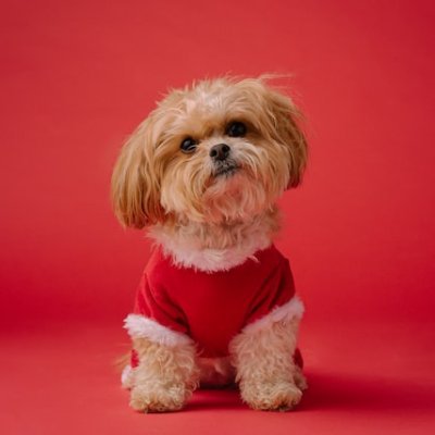 Fullstack Developer
@shefiorg S11
#Dog lover
