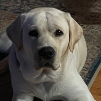 AMC (@acaputo105) 's Twitter Profile