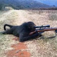 AtunAtum's profile picture. Catapimbas