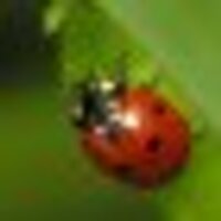Plats de Patchouka (@patchouka67) 's Twitter Profile