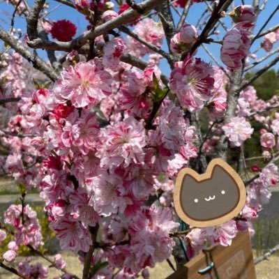 ここあ*｡♔.ﾟ✯*.｡ (@urara0926) / Posts / X