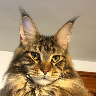 My caretaker appreciates advice and recommendations on cat things. I am a Maine Coon cat that lives with a Golden Retriever. Modeling and Acting.
