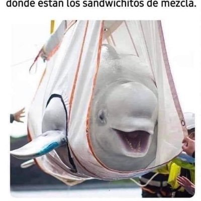 bombactiv's profile picture. 